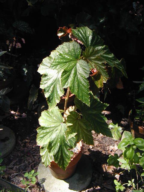 B. ‘Pasha’